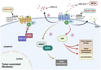 Unlocking the adenosine receptor mechanism of the tumour immune microenvironment